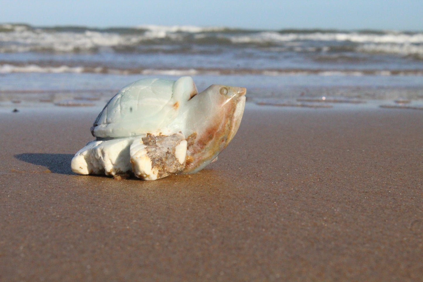 Caribbean Calcite Turtle