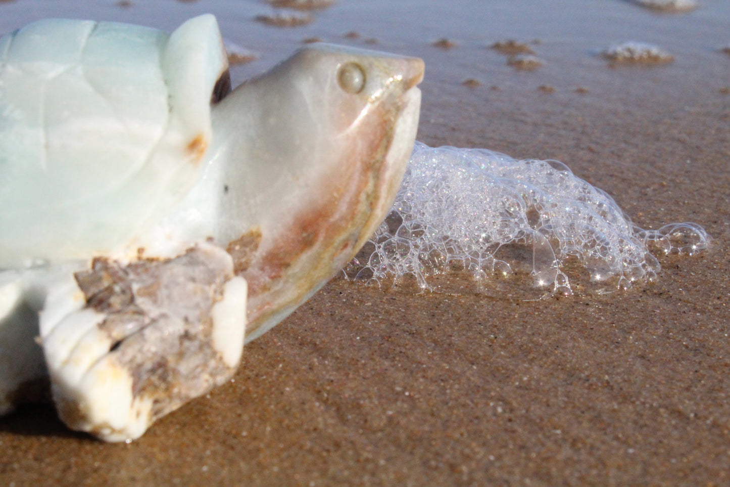 Caribbean Calcite Turtle
